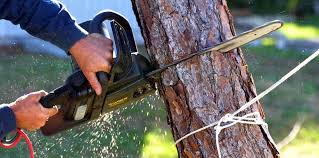 Best Tree Health Inspection  in Pelican Bay, TX