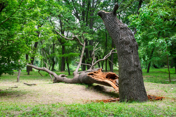 Best Utility Line Clearance  in Pelican Bay, TX