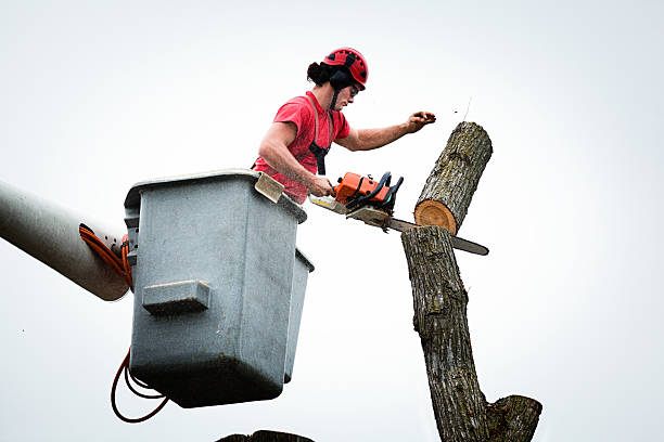 Trusted Pelican Bay, TX Tree Care Experts